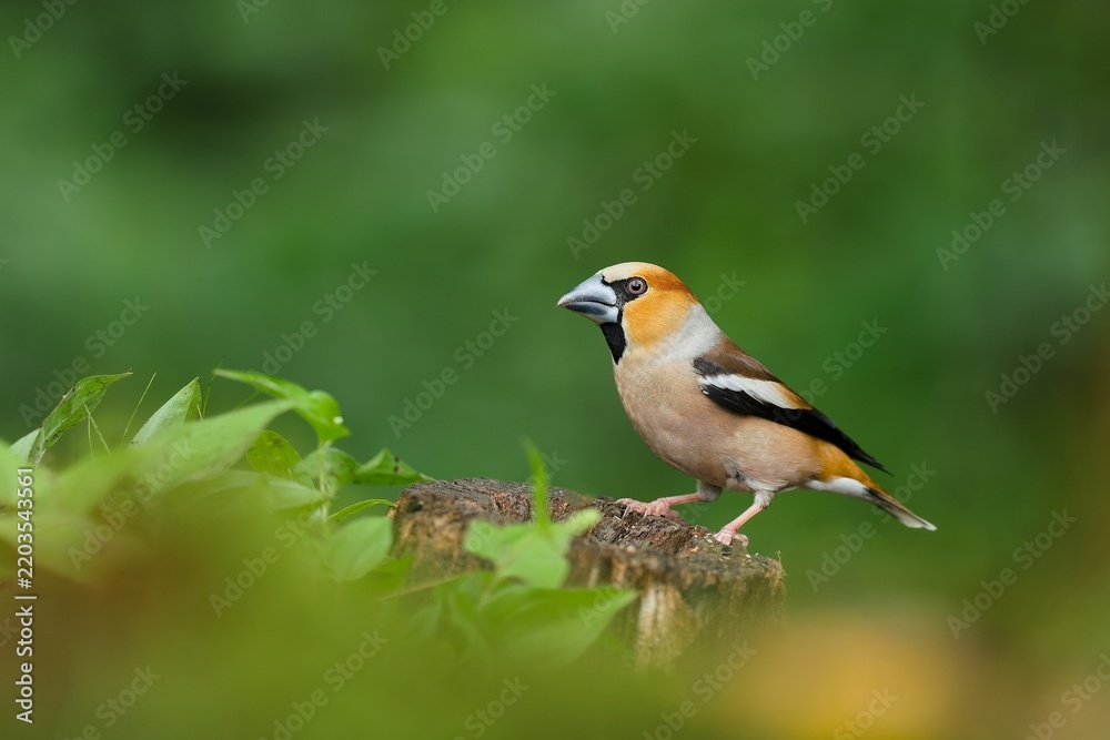 Fototapeta premium A male hawfinch sits on a tree stump. A hawfinch in the naturem habitat. Wildlife scene of a colorful finch. Coccothraustes coccothraustes