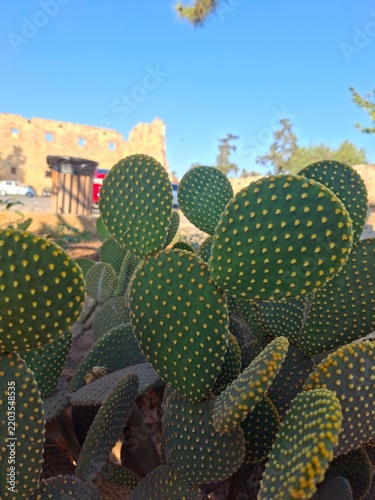 prickly pear cactus