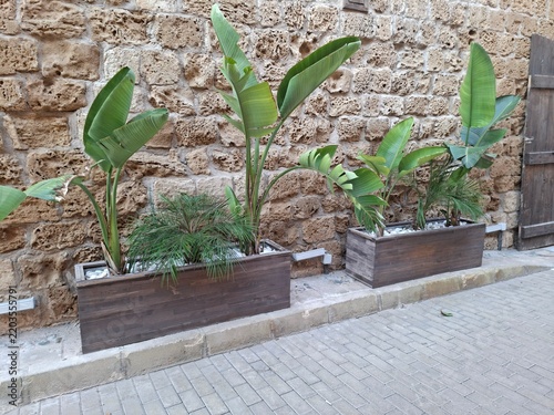 plant in a pot