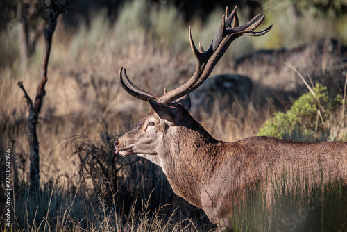 Male of the common or European deer with its enormous antlers. Cervus elaphus.