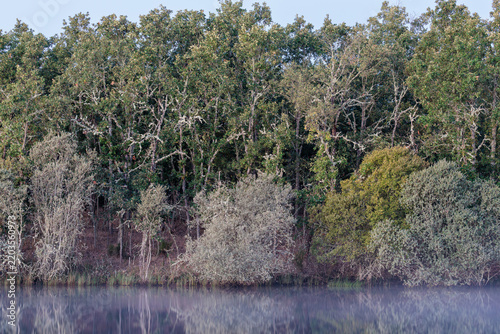 Oak and willow forest beside the waters of the Valparaíso Reservoir, Zamora, Castile and León, Spain.