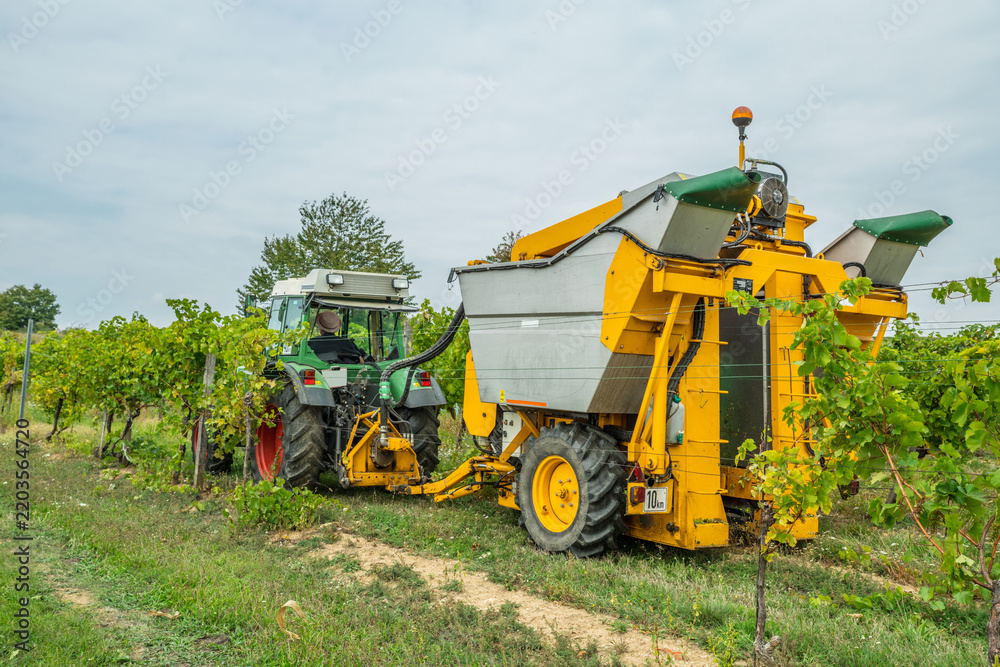 Obraz premium Modern grape harvester machine working in vineyard during autumn season.