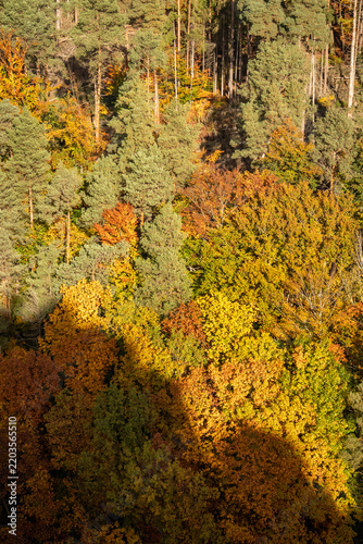 Vibrant autumn woodland covered in golden, orange and red foliage, with mixed deciduous trees and evergreen conifers forming a dense natural forest landscape.