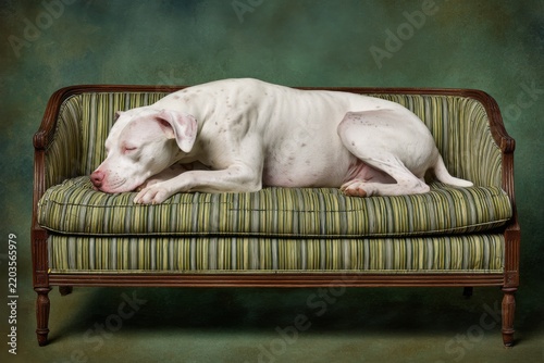 White pit bull sleeping peacefully on vintage sofa