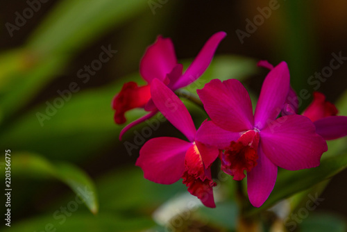 Close-up of vibrant magenta Cattleya orchids with deep red ruffled centres against a soft, dark green tropical foliage background. Colourful exotic flowers photographed with shallow depth of field