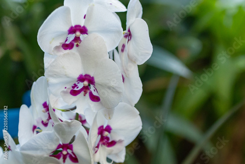 Close-up of blooming white Phalaenopsis orchids with vivid magenta centres against a softly blurred dark green background. Elegant tropical flowers with delicate petals and natural copy space.