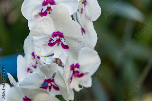 Close-up of blooming white Phalaenopsis orchids with vivid magenta centres against a softly blurred dark green background. Elegant tropical flowers with delicate petals and natural copy space.