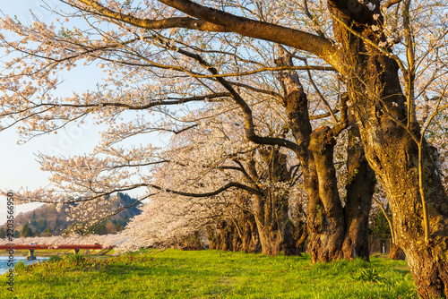 Obraz w ramie 日本の風景・春 さくら名所100選 秋田県角館 夕暮れの桧木内川堤桜並木