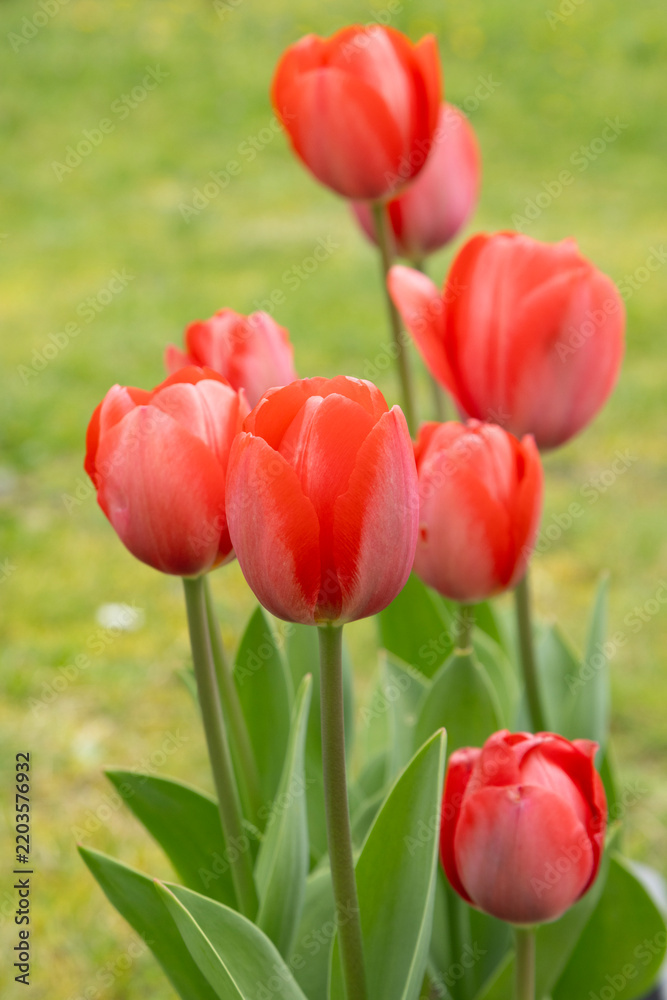Fototapeta premium Tulipes rouges au printemps