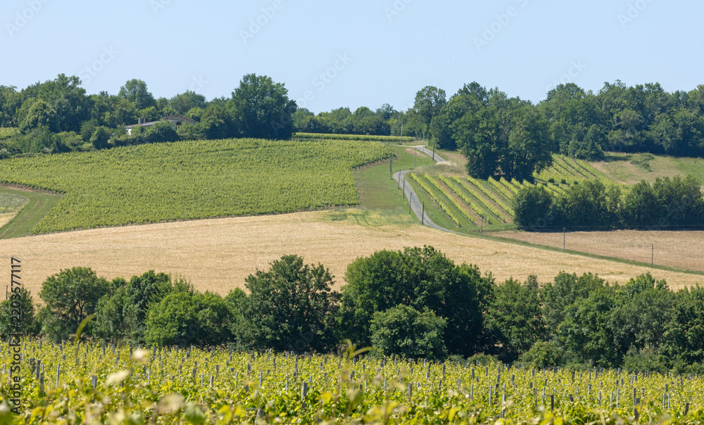 Obraz premium Vignoble charentais