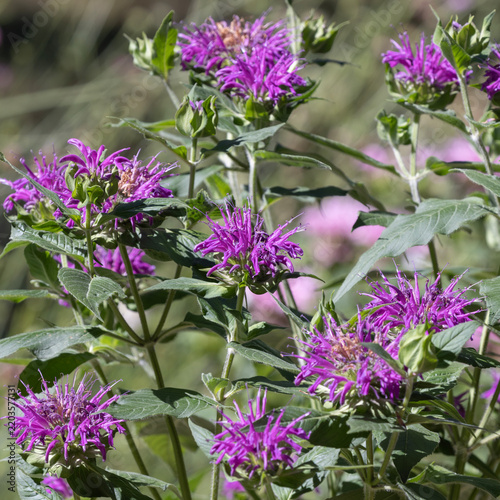 Monarda fistilosa