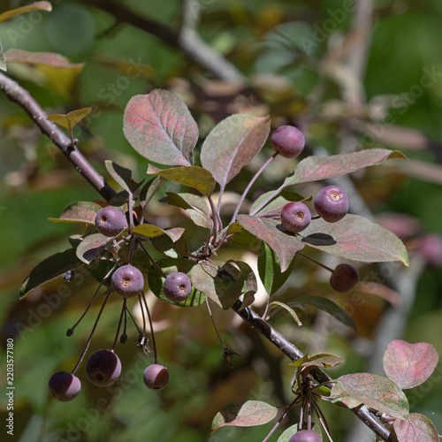 Plakat Malus hupehensis