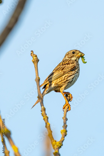 Corn bunting (Emberiza calandra)