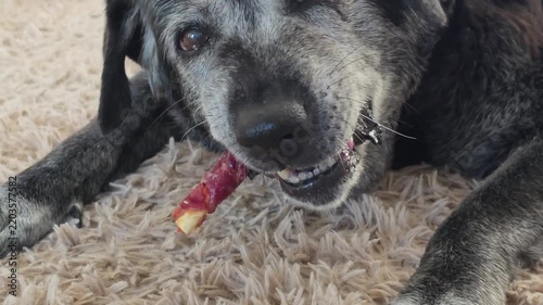 Senior Labrador Retriever Chewing Meat-Wrapped Rawhide Treat

