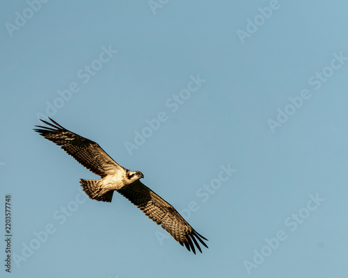 Osprey in flight