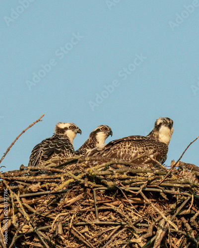 3 ospreys in nest