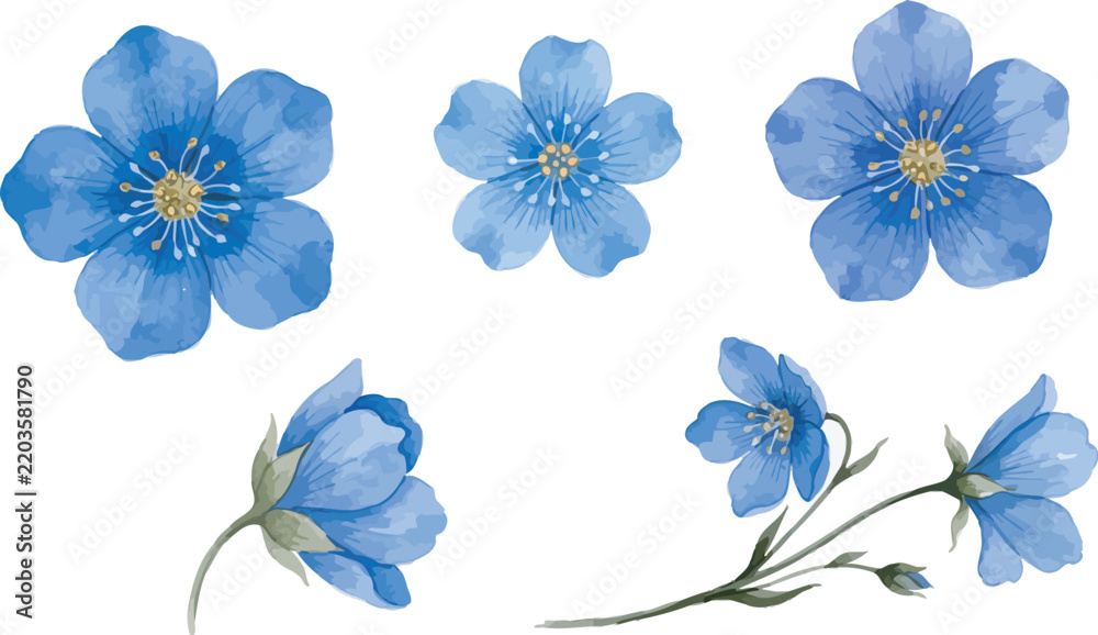 Fototapeta premium Blue watercolor forget me not flower vector set with blooming floral heads, delicate buds, and botanical stems isolated on white background.eps