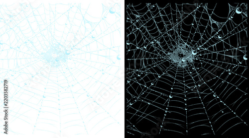 Intricate spider web with morning dew drops, delicate gossamer silk threads on black and white backgrounds, natural geometric pattern of a cobweb