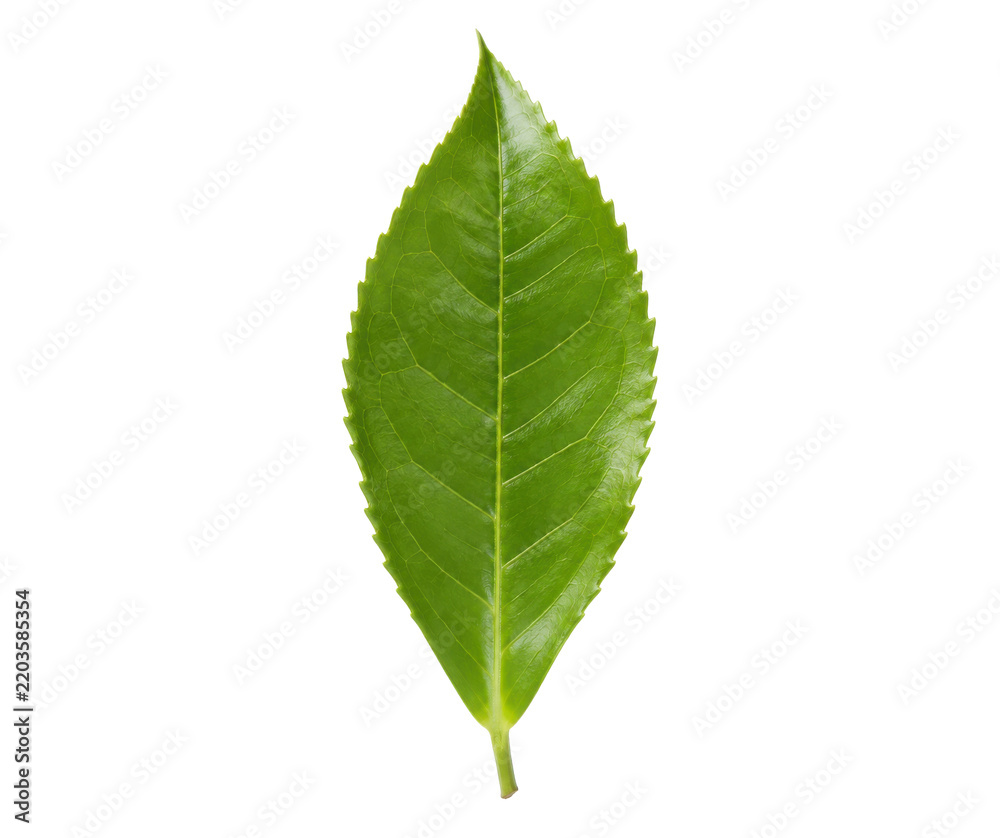 Obraz premium Single vibrant green tea leaf, fresh and glossy, displays its intricate vein structure on a clean white background