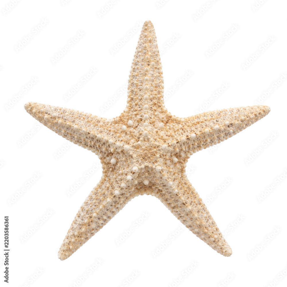 Obraz premium Single dried natural beige starfish with five arms is isolated on a clean white background