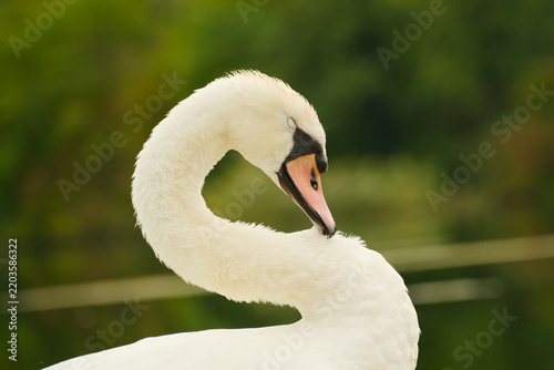 Foto Mute swan preening the feathers along its neck and upper body, with its head ben