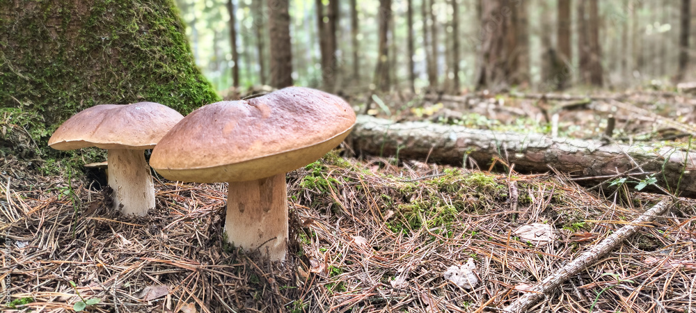 Fototapeta premium Two porcini mushrooms growing near a mossy tree trunk in a wild coniferous forest landscape 