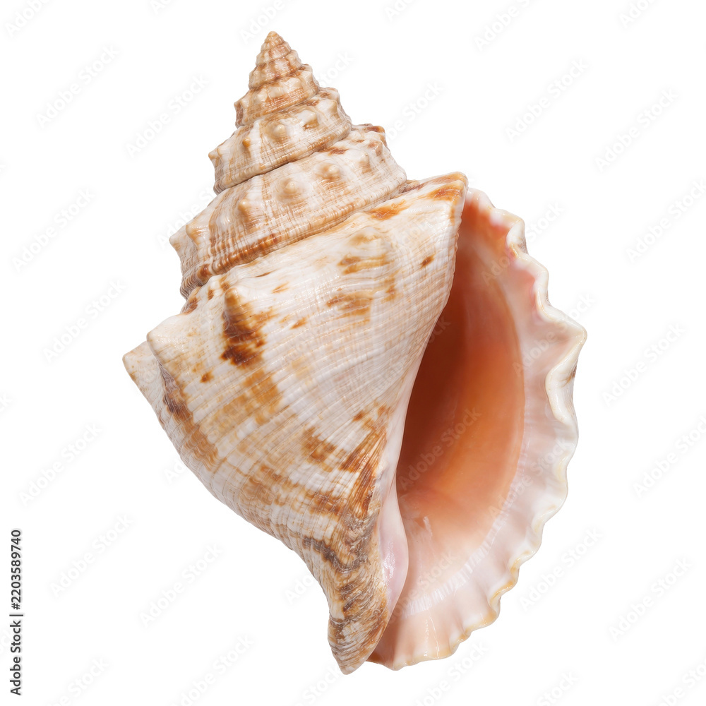 Obraz premium Beautiful large spiral seashell with intricate patterns and a smooth pink interior, captured with bright studio lighting on a clean white background