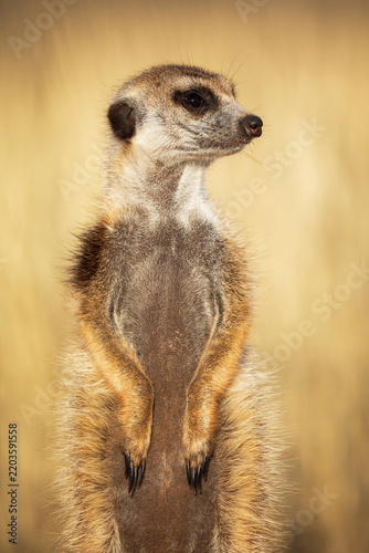 Meerkat portrait in natural habitat at kalahari research center