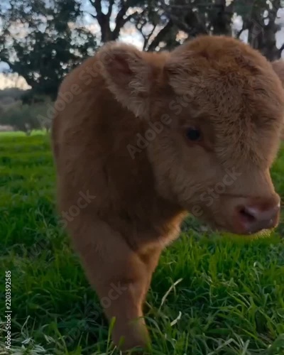 calf in a field