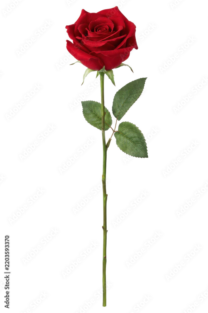 Fototapeta premium Beautiful single red rose with vibrant petals and green leaves stands elegantly on a clean white background, symbolizing love and passion