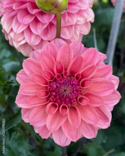 pink dahlia flower