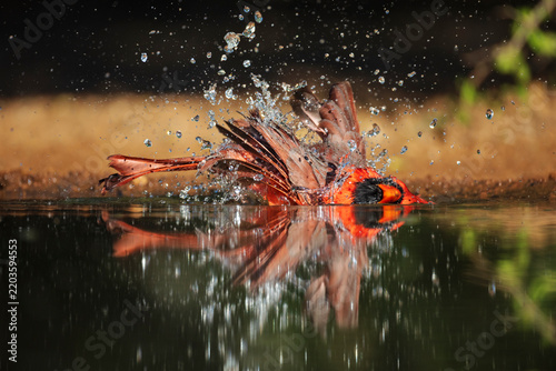 Male Cardinal bathing in water at santa clara Ranch, Texas, USA