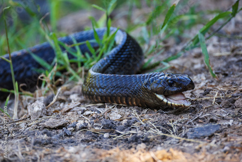 Indigo Snake on natural ground at santa clara ranch Texas