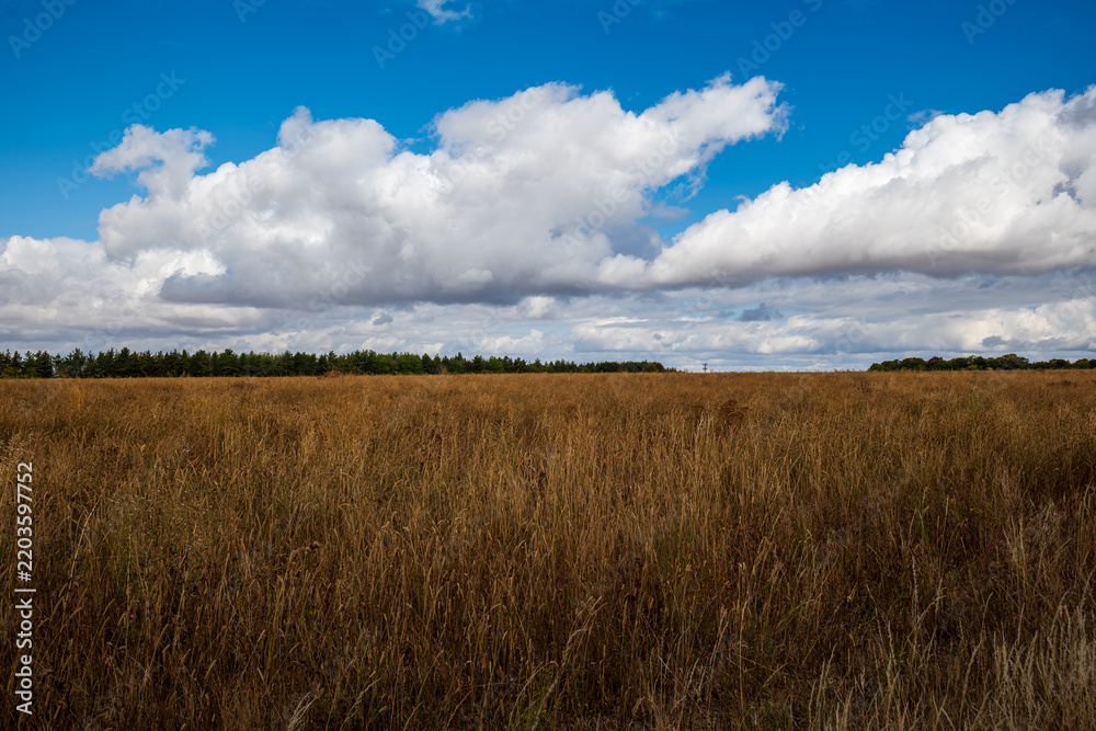 Fototapeta premium Wide view of dry golden grass field under blue sky with fluffy white cumulus clouds in countryside landscape