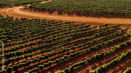 Aerial view of orderly grapevine rows across a sunlit vineyard, with a broad dirt road curving through cultivated agricultural fields in rural California