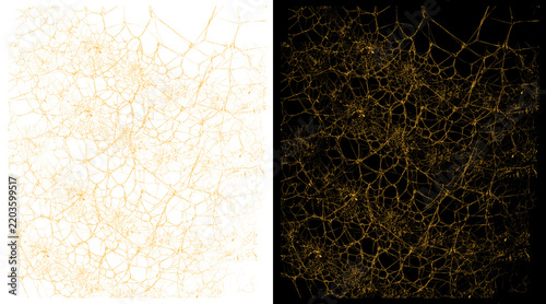 Golden neural network pattern, intricate gold web texture on black and white backgrounds, abstract biological cell structure illustration