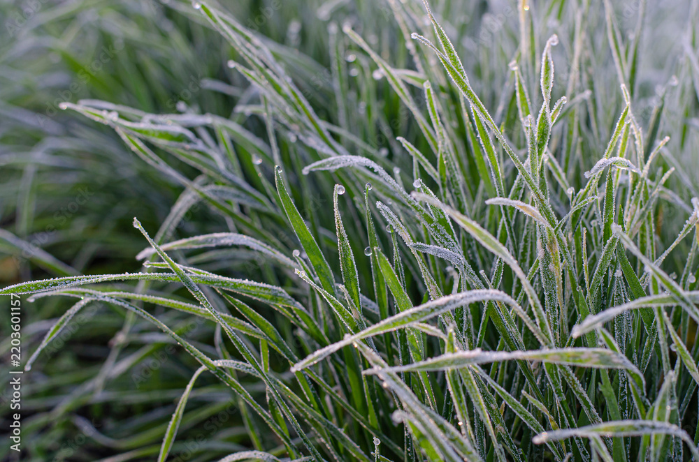 Obraz premium Green grass blades covered in morning frost and ice crystals under soft winter light background