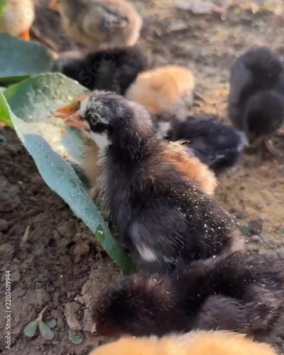 baby duck in the water