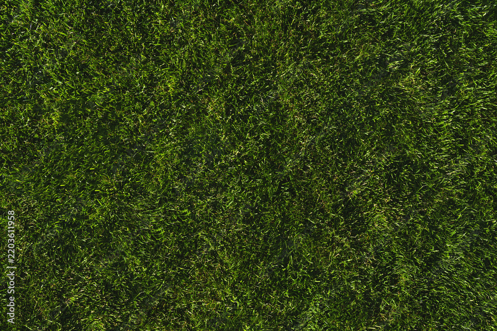 Obraz premium green grass texture - well-groomed turf in the garden, NO AI.