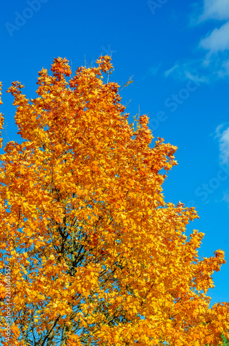 Golden maple tree crown with bright orange leaves against blue sky, autumn season background with copy space
