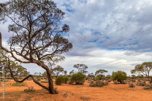 Fotografie Gnarled tree in red sand bushland in the Outback of South Australia