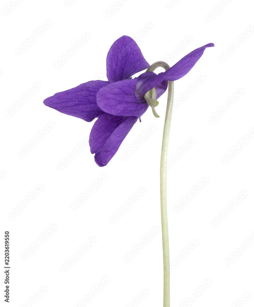 Obraz premium Fleur de Violettes 