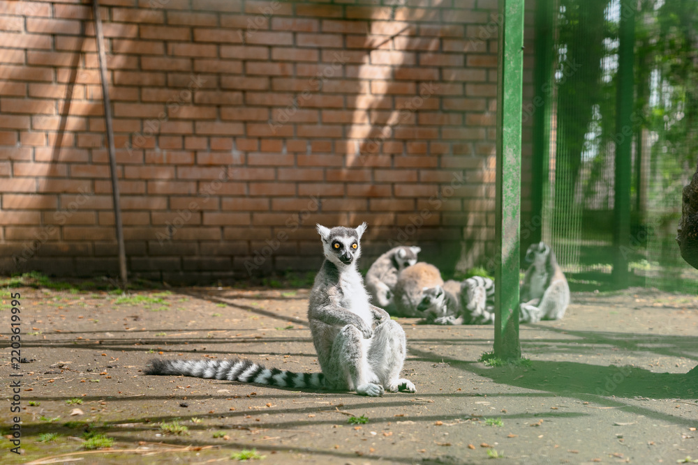Fototapeta premium A lemur sitting in a zoo enclosure.