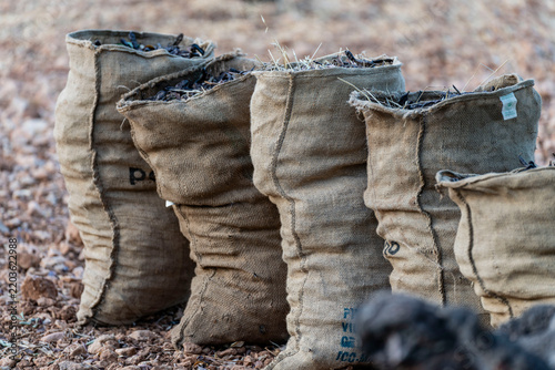 sacks of freshly harvested carob pods, bunyola, Natural area of the Serra de Tramuntana., Majorca, Balearic Islands, Spain