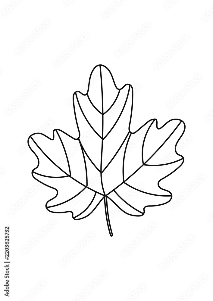 Fototapeta premium Autumn maple leaf coloring page isolated on white background. Outline maple tree leaf vector illustration for kids fall season activity worksheet.