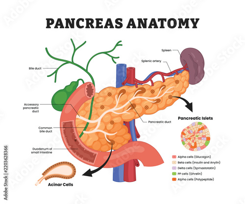 Pancreas anatomy labeled diagram, educational medical poster design healthcare scheme, pancreatic ducts and endocrine islets. Labeled pancreatic duct, bile duct, acinar cells, pancreatic islets
