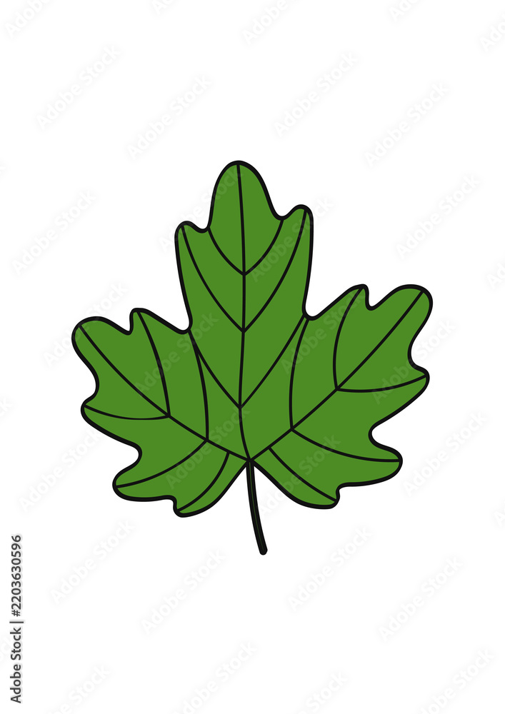 Fototapeta premium Green maple leaf vector illustration isolated on white background. Flat cartoon design of summer or early autumn tree leaf icon for natural projects.