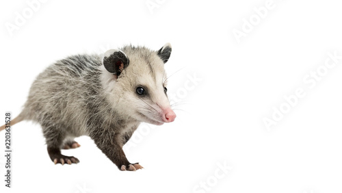 Fotografie Small wild grey opossum animal walking isolated on transparent background