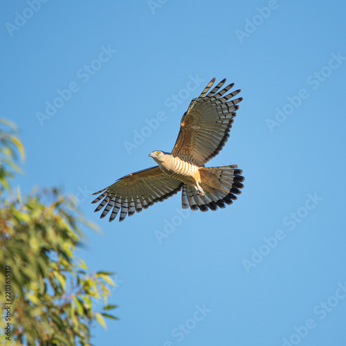 Bild auf Leinwand The Pacific baza, also known as the crested hawk, crested baza, and Pacific cuckoo-falcon, is a slender, medium-sized species of hawk in the family Accipitridae