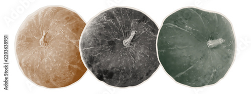 A set of raw autumn pumpkins for designing festive stickers and Halloween graphics. Round vegetables cut from old magazines and distressed paper. Halftone vector.